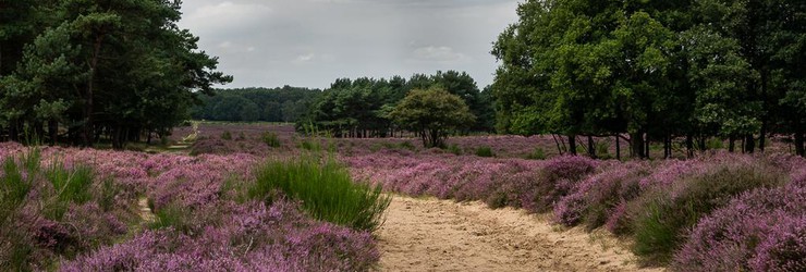 Wandelen