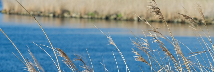 Loosdrechtse plassen