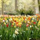 Keukenhof