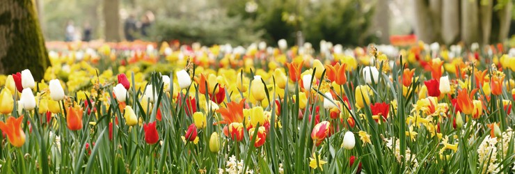 Keukenhof