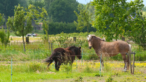 gooi