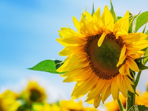 zomer