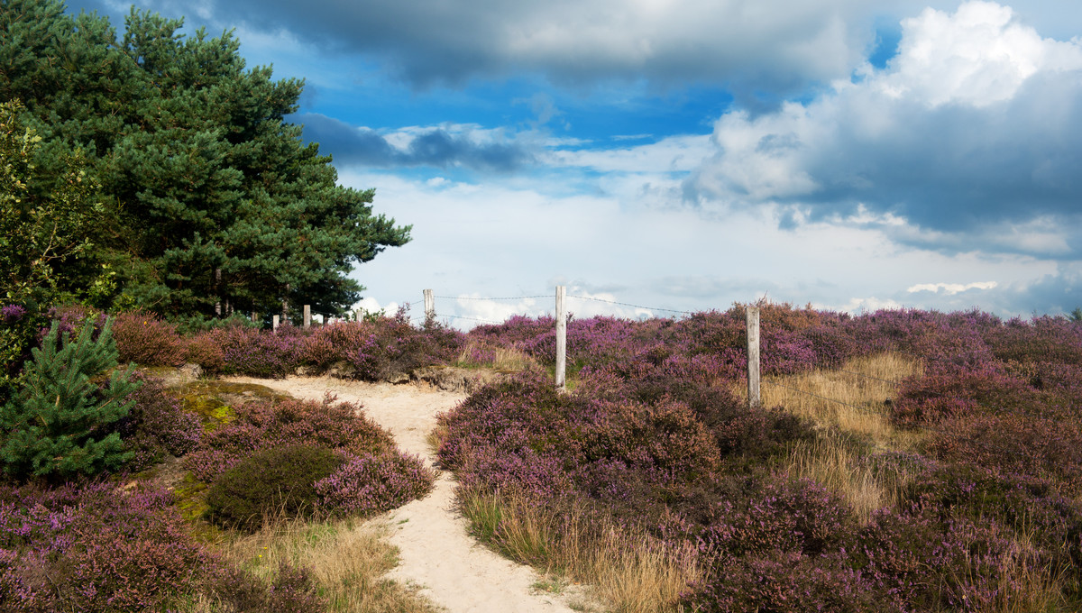 Surroundings’ t Gooi Hotel Hilversum De Witte Bergen