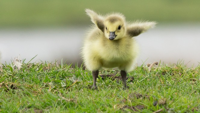 Easter package Hotel Hilversum De Witte Bergen
