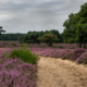 Walking